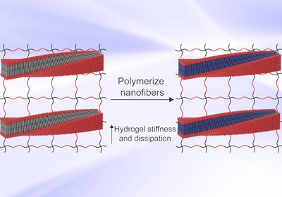 Programmable Hydrogel Mechanics