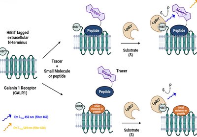 Peptide Galanin Binding