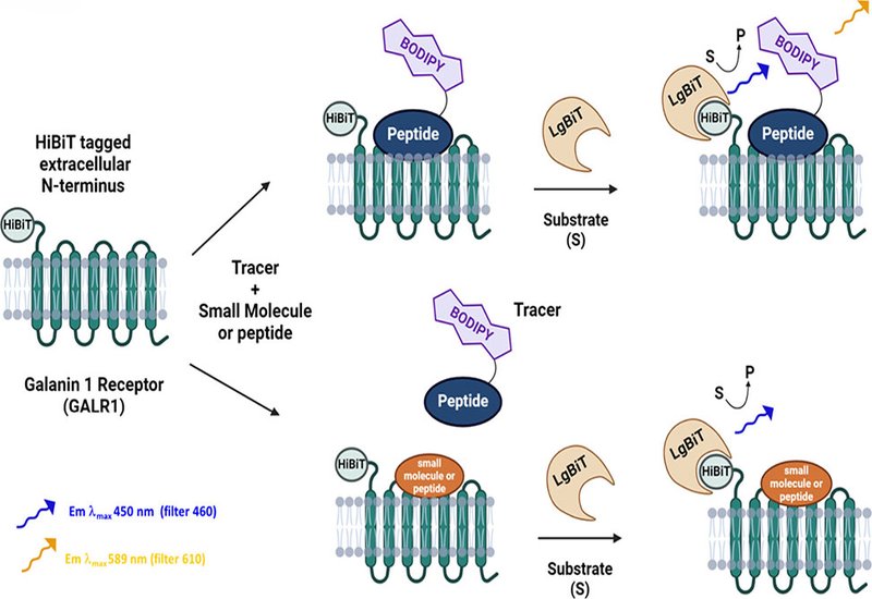 Peptide Galanin Binding