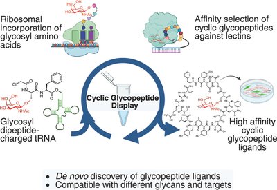 Sweet Reprogramming of the Ribosome