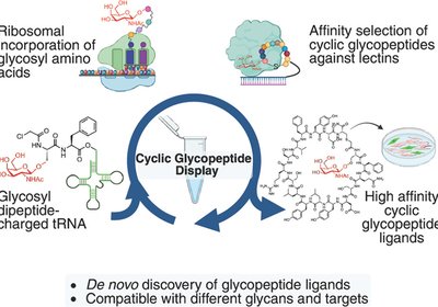Sweet Reprogramming of the Ribosome