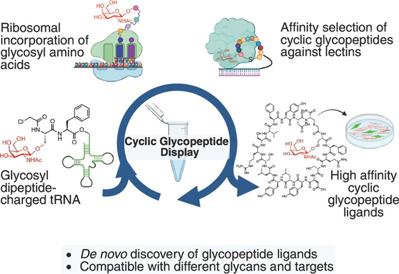 Sweet Reprogramming of the Ribosome