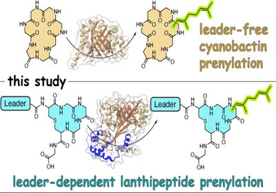 Leader-Dependent Prenylation