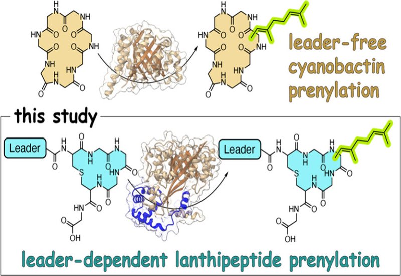 Leader-Dependent Prenylation