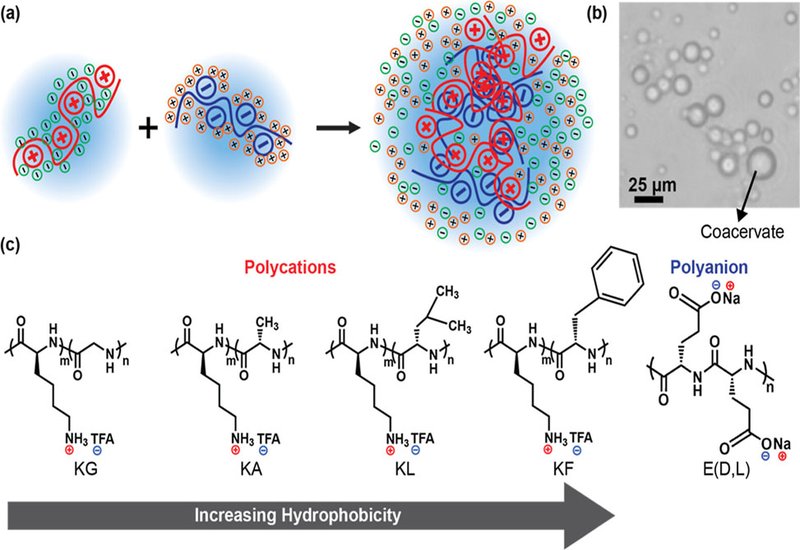 Sequence Hydrophobicity