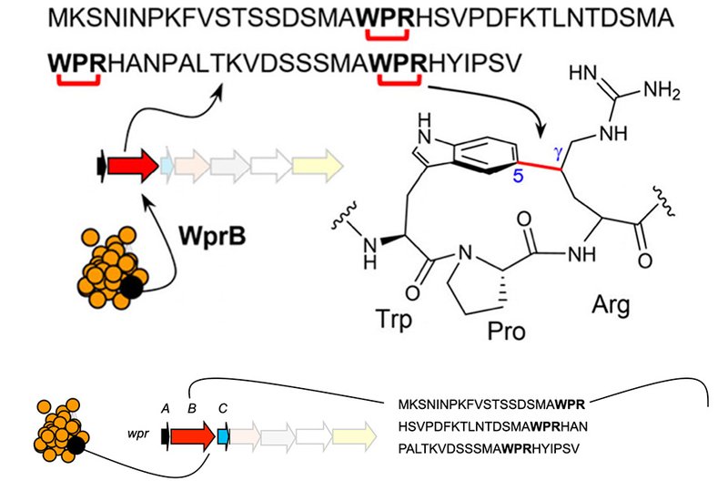 Peptide Modifications