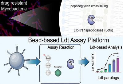 Profiling Transpeptidase Targets