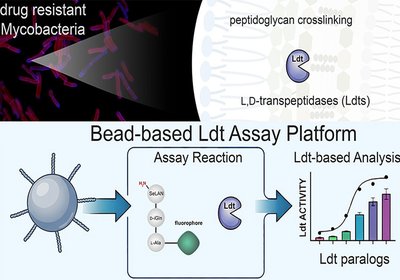 Profiling Transpeptidase Targets