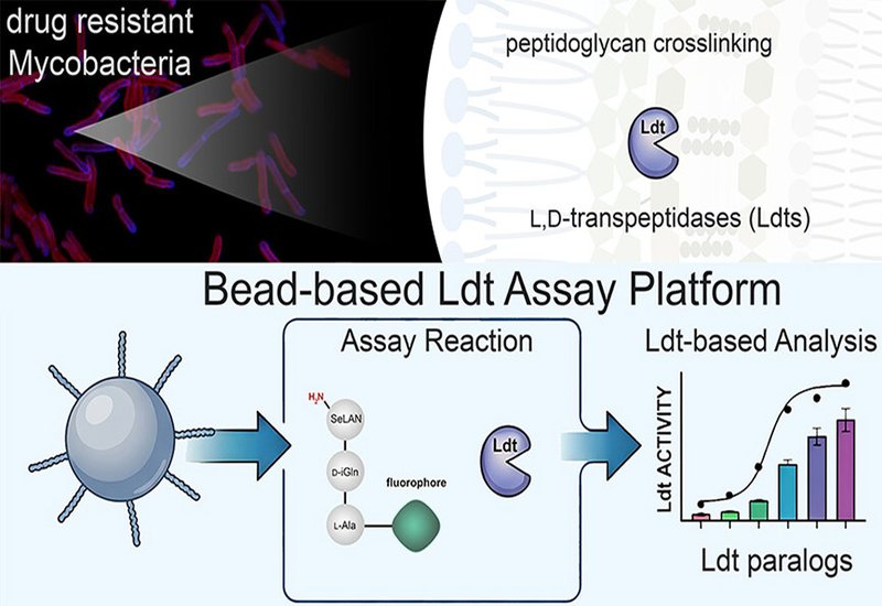 Profiling Transpeptidase Targets