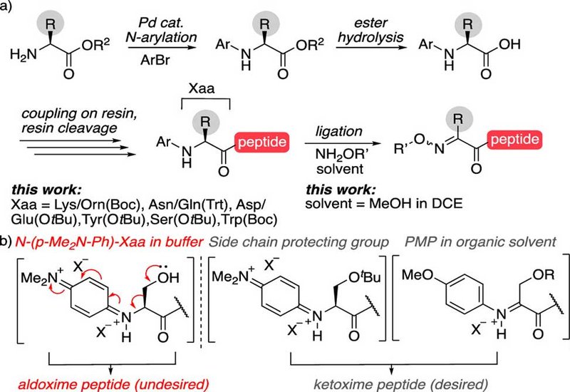 Oxidative Peptide Coupling