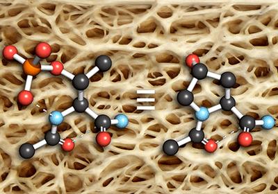 Phosphorylation Mimics Hydroxylation