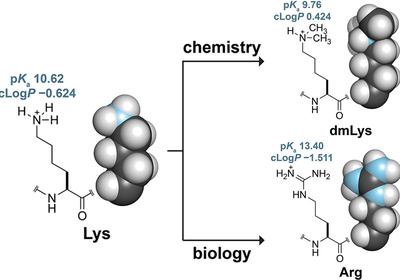Methylating Every Lysine