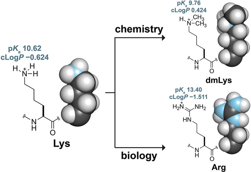 Methylating Every Lysine