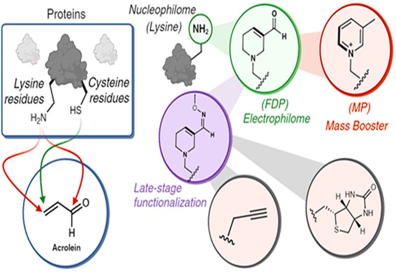 Electrophilic Warheads