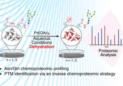 Amide Proteome Mapped