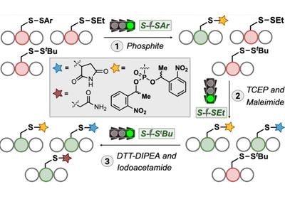 Disulfide Architecture Decoded