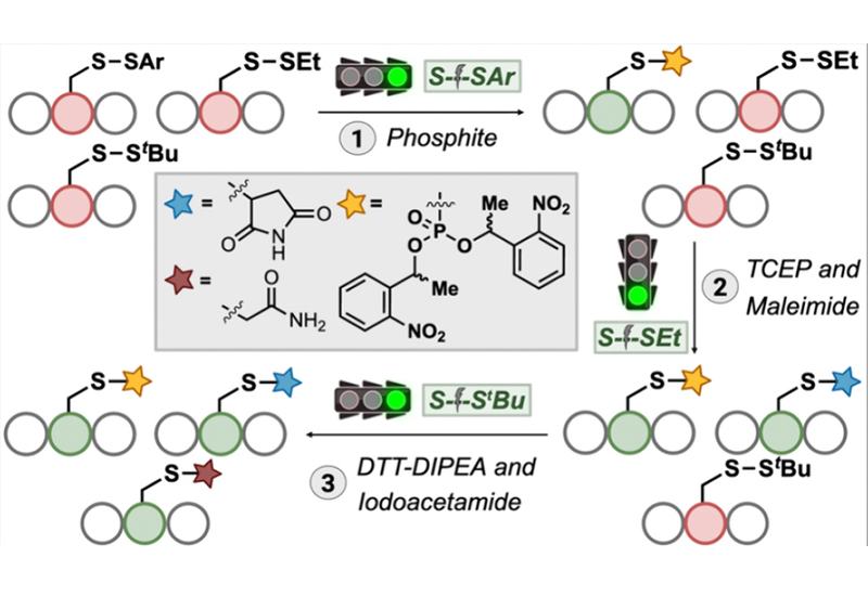 Disulfide Architecture Decoded