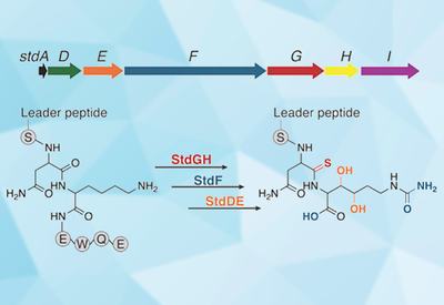 Homocitrulline Reimagined