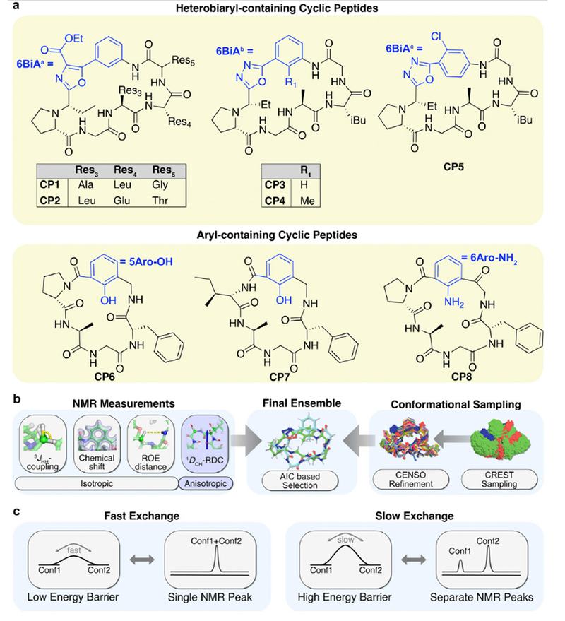 Mapping Macrocycle Motion