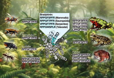 Convergent Bradykinin Mimicry