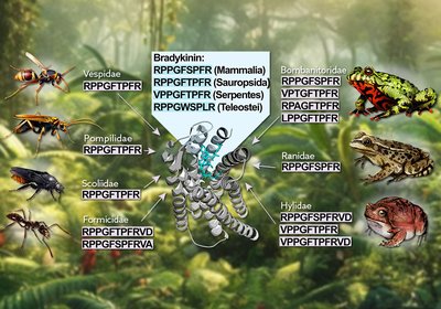 Convergent Bradykinin Mimicry