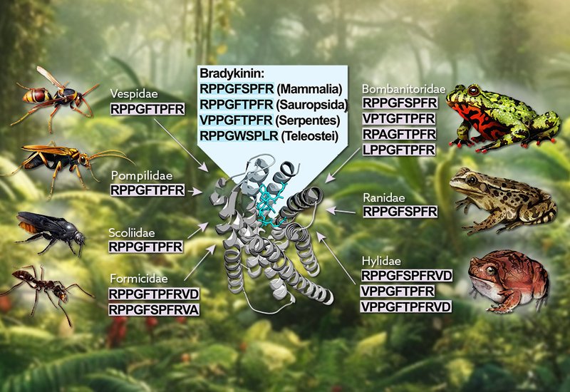 Convergent Bradykinin Mimicry