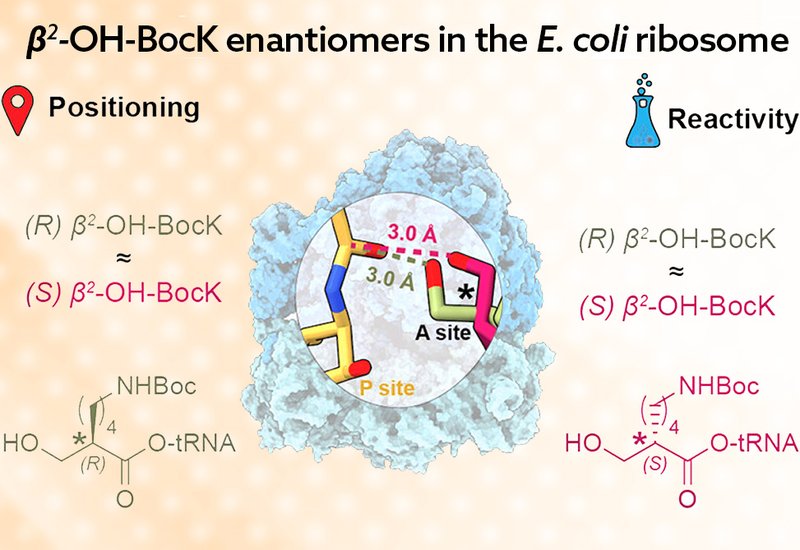 Backbone Sensitivity