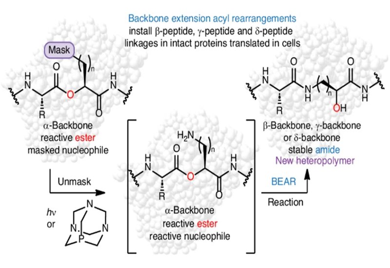 Rewiring the Protein Backbone