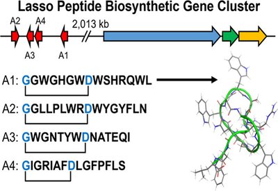 Split Lasso Discovery