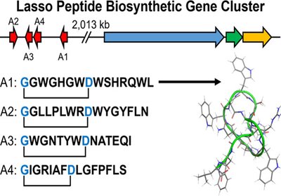 Split Lasso Discovery