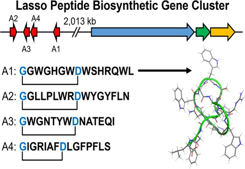 Split Lasso Discovery