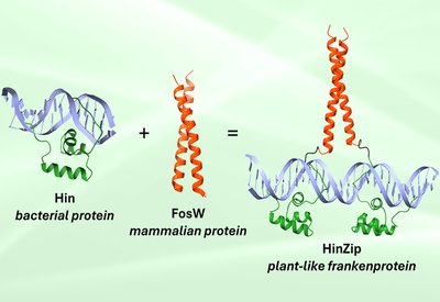 Frankenprotein Precision