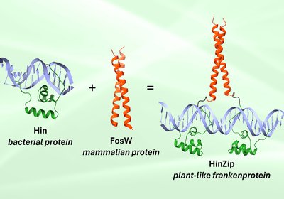 Frankenprotein Precision