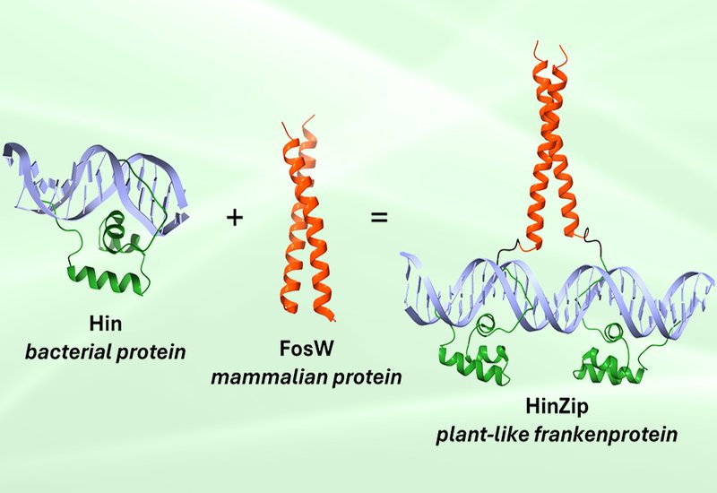 Frankenprotein Precision