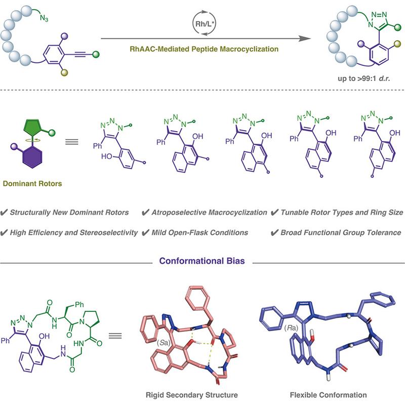 Locking Peptide Shape