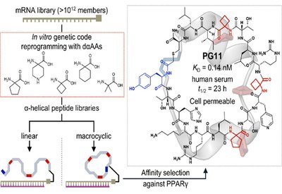 Helical Peptide Discovery