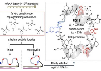 Helical Peptide Discovery