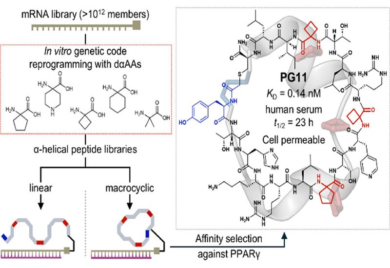 Helical Peptide Discovery