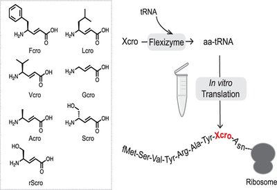 Ribosomal γ-Amino Acids