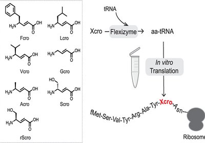 Ribosomal γ-Amino Acids