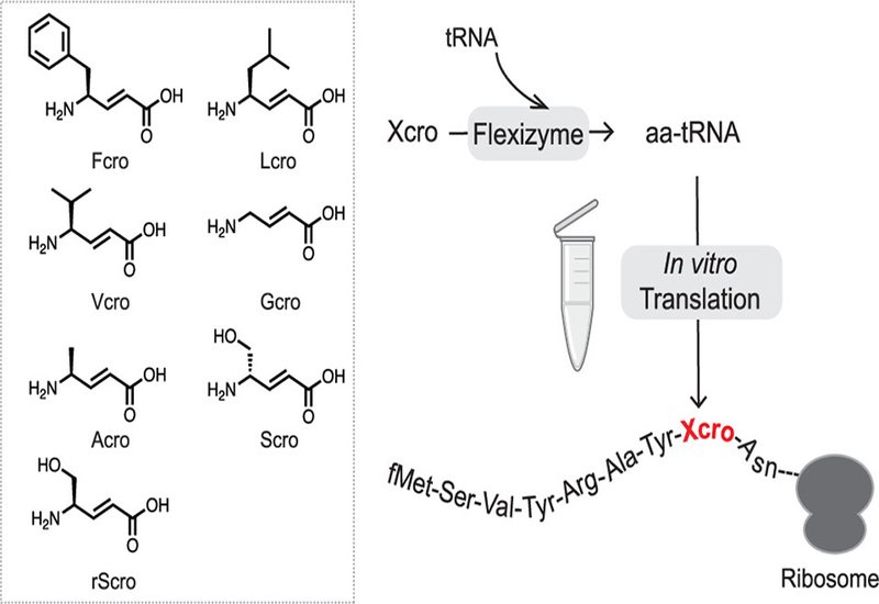 Ribosomal γ-Amino Acids