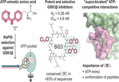 Supra-Bivalent Inhibitors