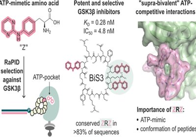 Supra-Bivalent Inhibitors