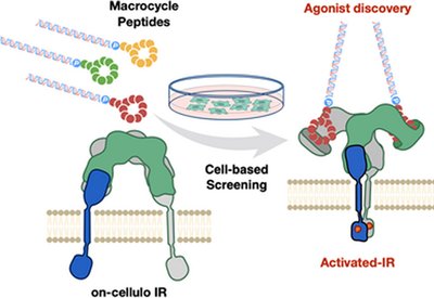 Function-First Macrocycles