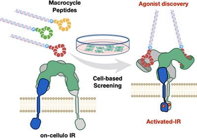 Function-First Macrocycles