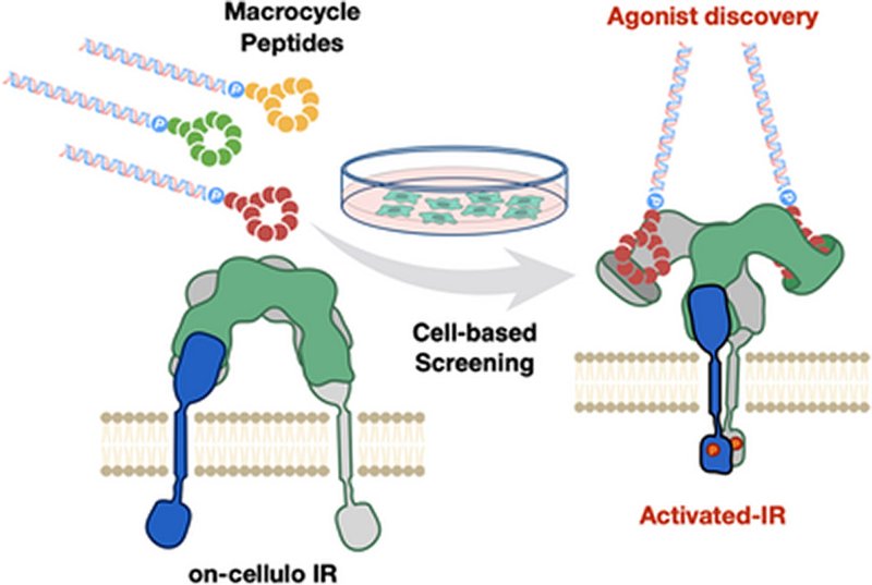 Function-First Macrocycles