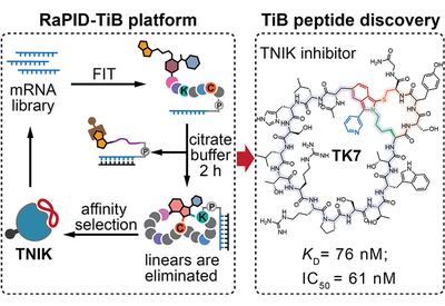 Bicyclic Kinase Trap