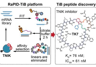 Bicyclic Kinase Trap