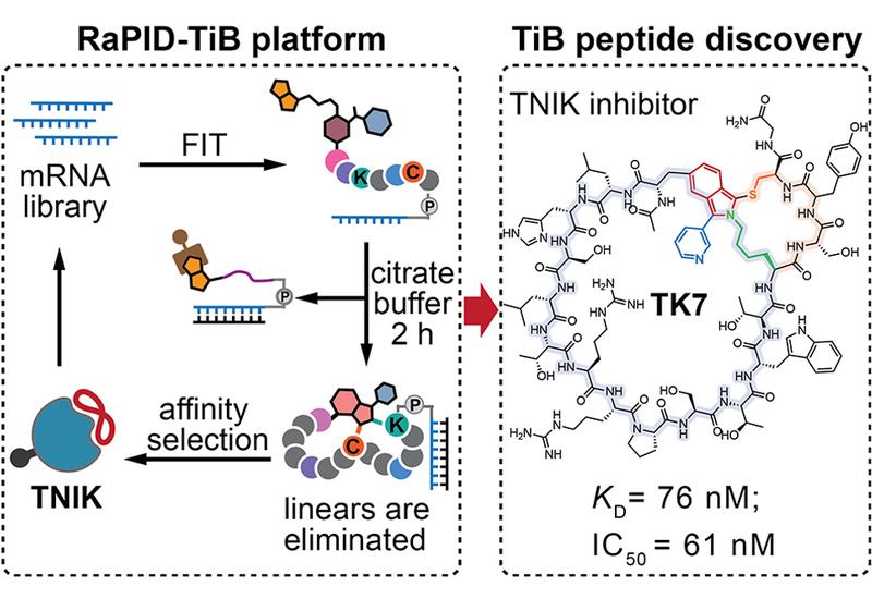 Bicyclic Kinase Trap