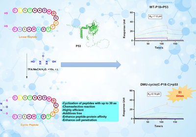 Ultrafast Peptide Cyclization